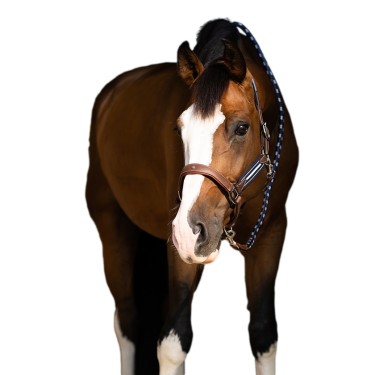 Antares stressless halster met nerfpatroon Mout