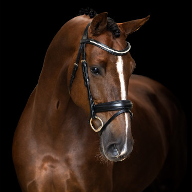 Eenvoudig gecombineerde Imperial Riding hoofdstel Zwart