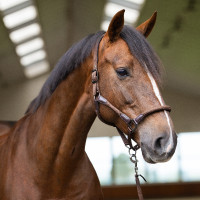 Halster Imperial Riding Laura Zwart
