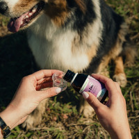 Zen Nutragile