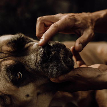 Nellumbo truffelbalsem voor honden en katten