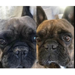 Nellumbo truffelbalsem voor honden en katten