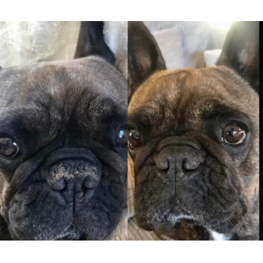 Nellumbo truffelbalsem voor honden en katten