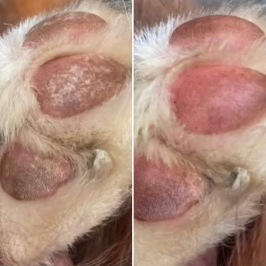 Nellumbo pootkussenzalf voor honden en katten
