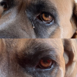 Nellumbo reinigingslotion voor honden en katten