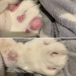 Balsem voor de gevoelige huid Nellumbo honden en katten