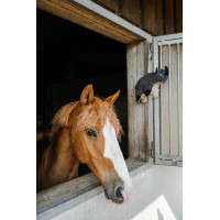 Speelgoed voor paarden Hippotonic Neushoorn Grijs