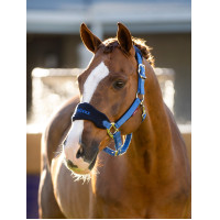 Halster en leadrope LeMieux Vogue Esme Benetton Blauw