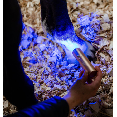 LED-lichttherapie stylus voor paardensport | Equi-Clic