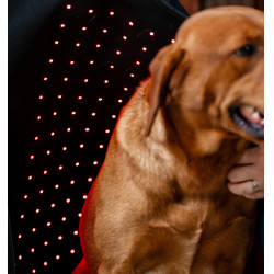 Therapie hondenjas met rood LED-licht | Paardensport Therapie hondenjas met rood LED-licht | Paardensport