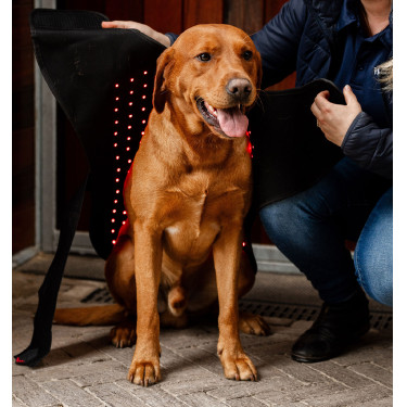 Therapie hondenjas met rood LED-licht | Paardensport Therapie hondenjas met rood LED-licht | Paardensport