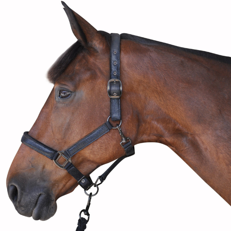 Set Halster + Longe Canter