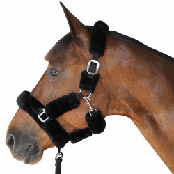 Transporthalster Canter