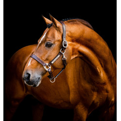 Lederen halster Horseware Signature Bruin