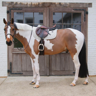 Zadelpad Kentucky Melange Jumping Beige