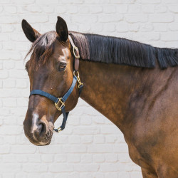 Veilig paardenhalster met breekpunt - Kentucky