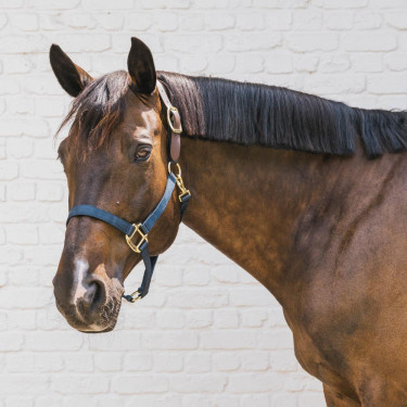 Veilig paardenhalster met breekpunt - Kentucky