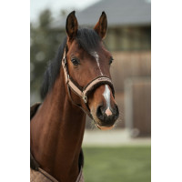 Halster Back on Track Haze Collection Bruin