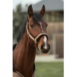 Halster Back on Track Haze Collection Halster Back on Track Haze Collection