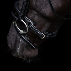 Hoofdstel HV Polo Diana