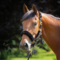 Shires Arma halster en longe van imitatiebont Zwart