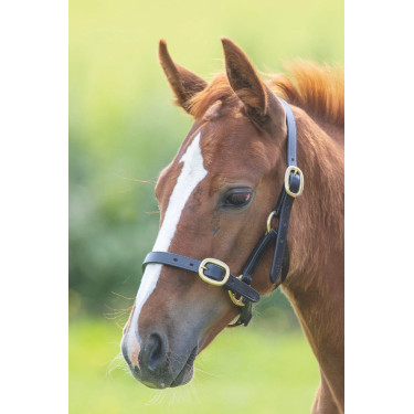 Leren halster voor jonge renpaarden – Shires Velociti