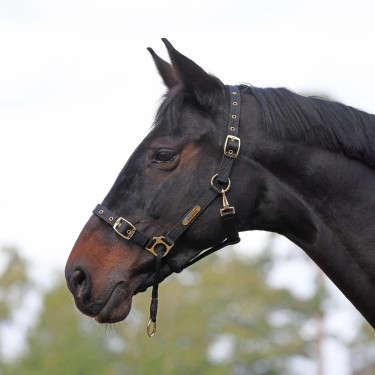 Controlehalster voor paarden Shires ARMA – training Controlehalster voor paarden Shires ARMA – training
