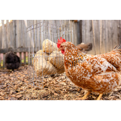 Ruif voor kleine dieren
