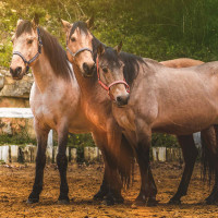 Set Halster En Longe Colca Vlaggen & Beker Corail