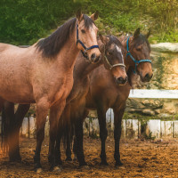 Set Halster En Longe Colca Vlaggen & Beker Zandkleurig Beige