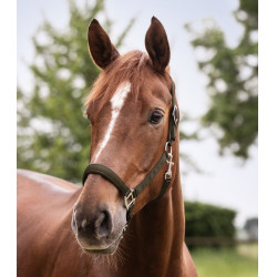 Halter Waldhausen Satin Bruin groen