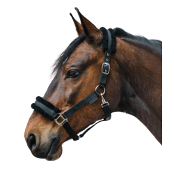 Halster paard Waldhausen First – ruitersport halster Halster paard Waldhausen First – ruitersport halster