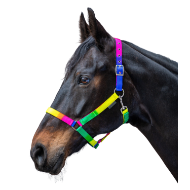 Paardenhalster Waldhausen Rainbow – verstelbaar neon Paardenhalster Waldhausen Rainbow – verstelbaar neon
