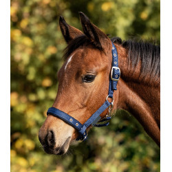 Veulen halster Waldhausen Comfort – paardensport