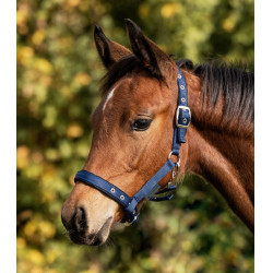 Veulen halster Waldhausen Comfort – paardensport