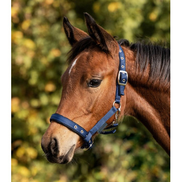 Veulen halster Waldhausen Comfort – paardensport