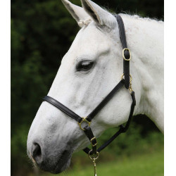 Leren paardenhalster robuust – Equi-Clic