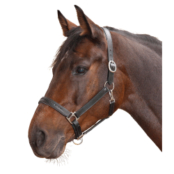 Lederen halster voor paard Star Diamond – equi-clic