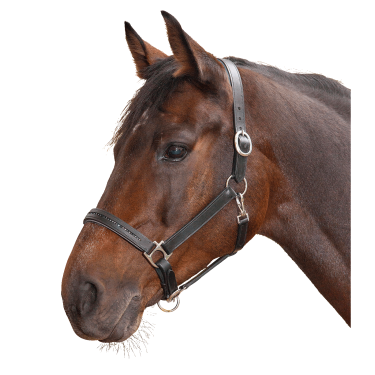 Lederen halster voor paard Star Diamond – equi-clic