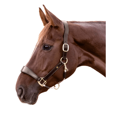 Lederen halster Waldhausen S-Line Royal Bruin
