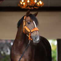 Halster HV Polo Luxury