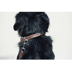 Halsband voor hond Pénélope Point Sellier