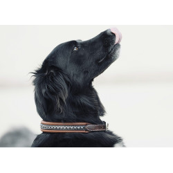Halsband voor hond Pénélope Point Sellier Halsband voor hond Pénélope Point Sellier