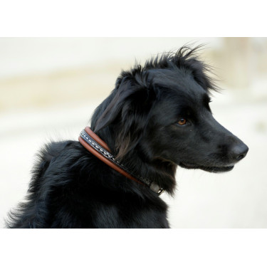 Halsband voor hond Pénélope Point Sellier Halsband voor hond Pénélope Point Sellier