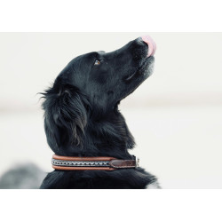 Halsband voor hond Pénélope Point Sellier Halsband voor hond Pénélope Point Sellier