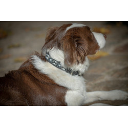 Halsband voor hond Pénélope Pearl