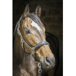 Lederen halster Pénélope Point Sellier Zwart