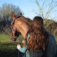 Lederen halster Flags & Cup PARIS Bruin / marineblauw Lederen halster Flags & Cup PARIS Bruin / marineblauw