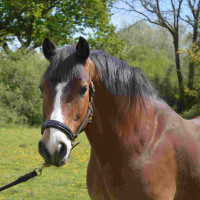 Halster Chetak BRIGHT Zwart