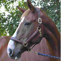 Halster LeMieux Anatomic Bruin Halster LeMieux Anatomic Bruin